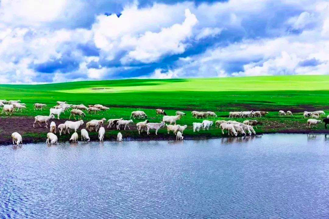 Summer grassland at Inner Mongolia