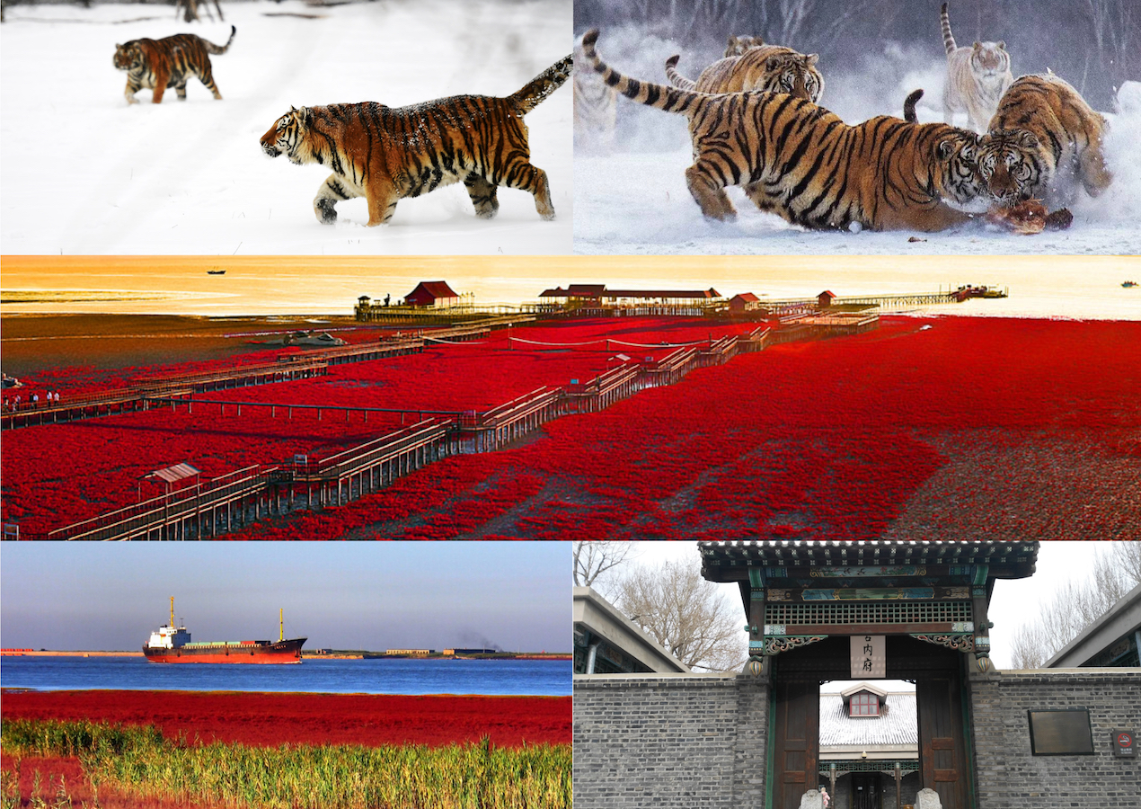 Siberian tiger park, Panjin red beach, Puppet emperor palace Shenyang