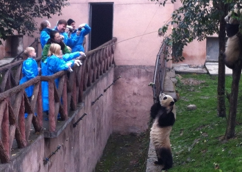 Kids Seeing Panda at Chengdu Panda Base