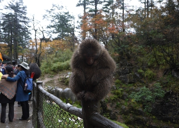 Monkeys in Mount Emei