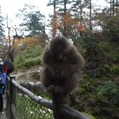 Monkeys in Mount Emei