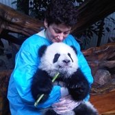 Panda Volunteering on a chengdu tour