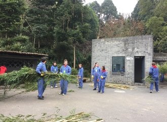 dujiangyan panda volunteering work includes carrying bamboo and preparing food