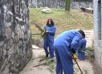 dujiangyan panda volunteering work includes cleaning panda rooms
