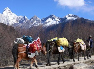 horse porter to carry travellers backpacks