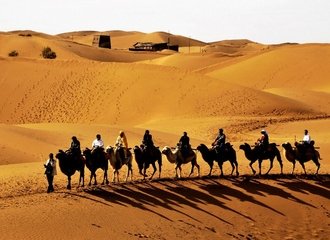 Silk Road Adventure - Camels in the desert