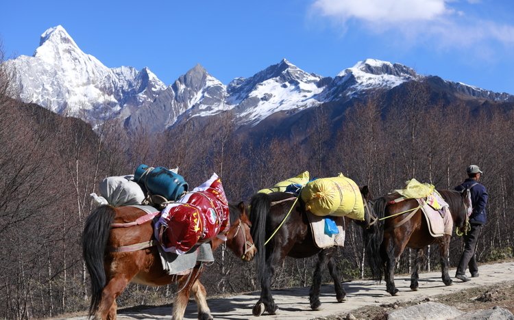 horse porter to carry travellers backpacks