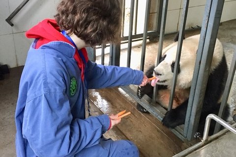feeding pandas during the volunteering work in Dujiangyan