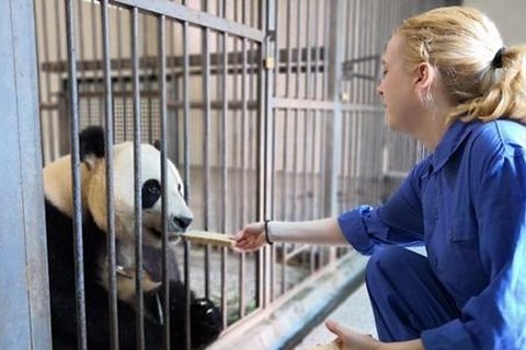 Panda volunteer
