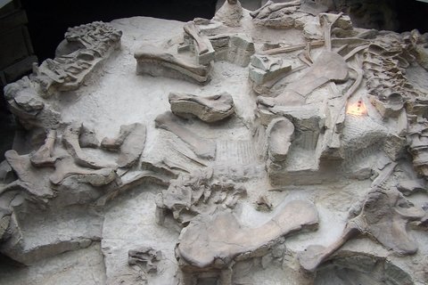 Dinosaur fossils Zigong museum