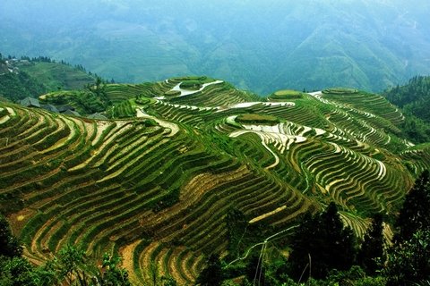 Longji rice terrace
