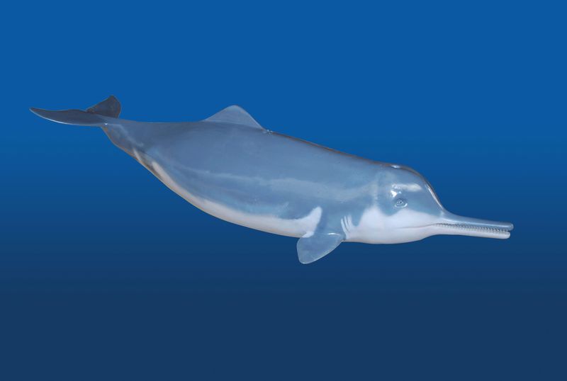 Yangtze River Dolphin - 3D image