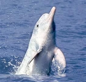 First Captive Yangtze River Dolphin - Qiqi